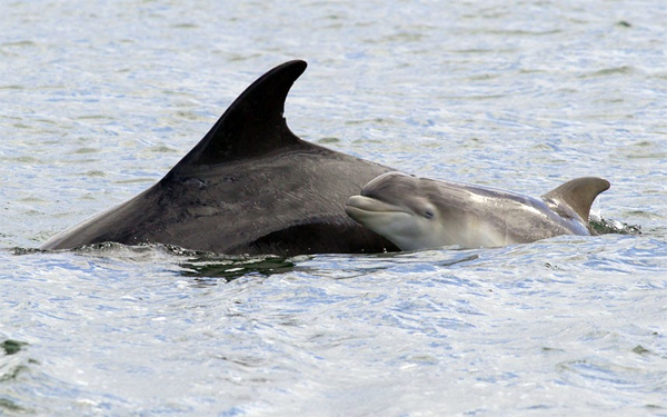 image of baby dolphin swimming next to its mother