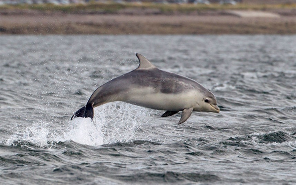 image of baby dolphin leaping out of the water