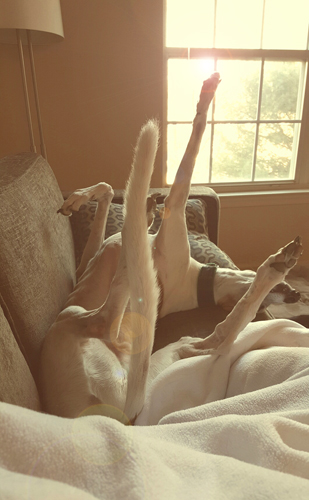 image of Dudley the Greyhound lying on his back on the couch, his legs and tail in the air, fast asleep