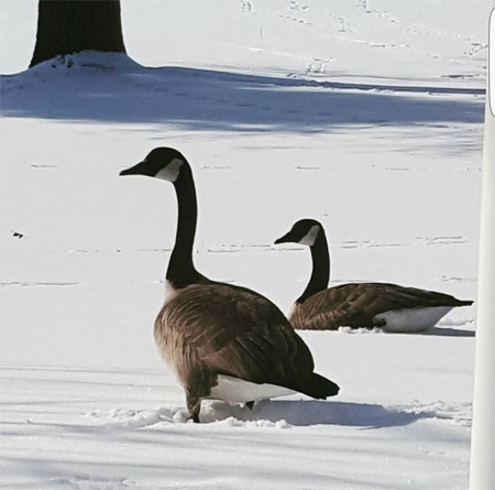 image of a two geese standing in the snow