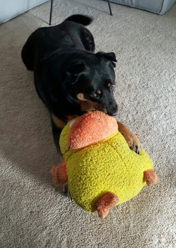 image of Zelda the Black and Tan Mutt lying on the floor with her paws around a big plushy duck